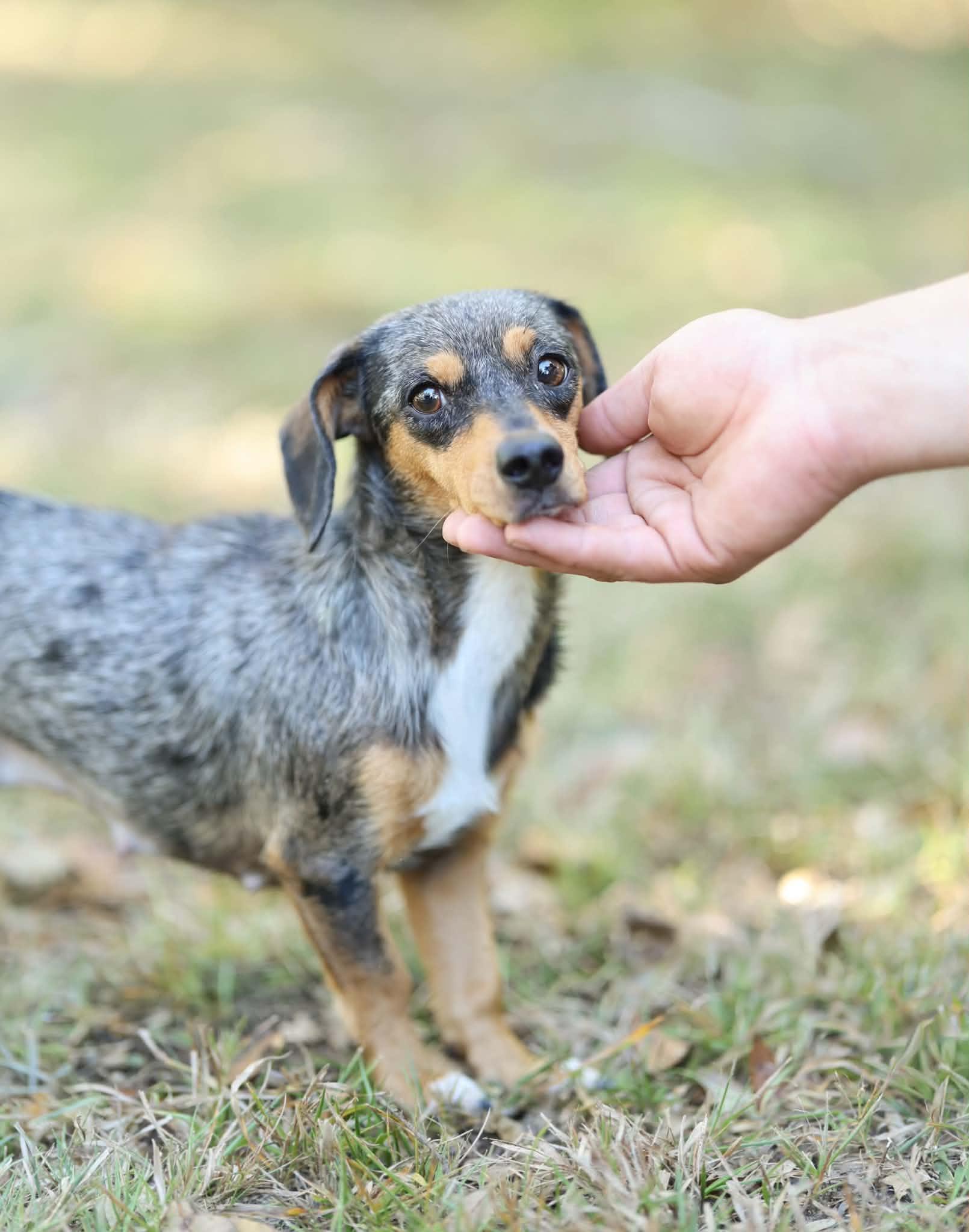 Enlarge Hazel, a Adoptable Miniature Dachshund in Hagerstown, MD image 2/4