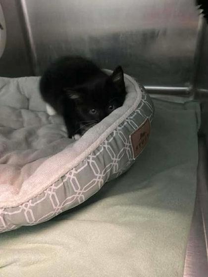 Enlarge Lynn, a Adoptable mixed breed in Spruce Pine, NC image 1/1