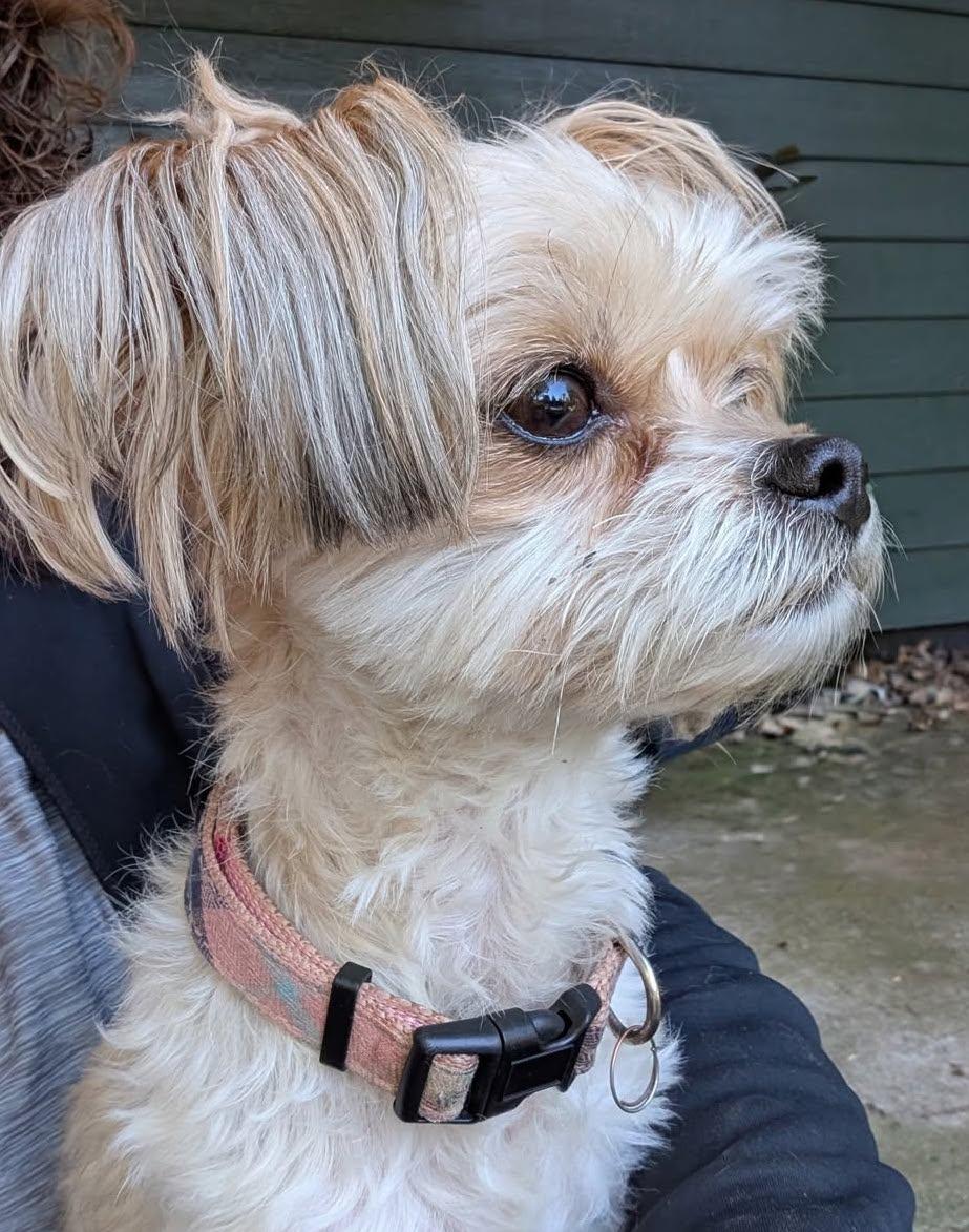Elsa, an adopted mixed breed in Portland, OR image 5/5