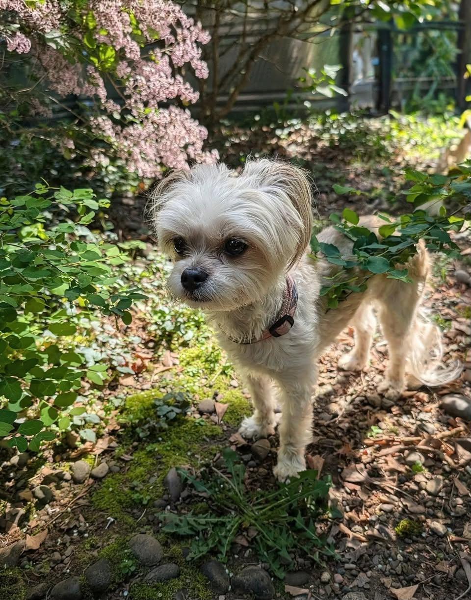 Elsa, an adopted mixed breed in Portland, OR image 4/5