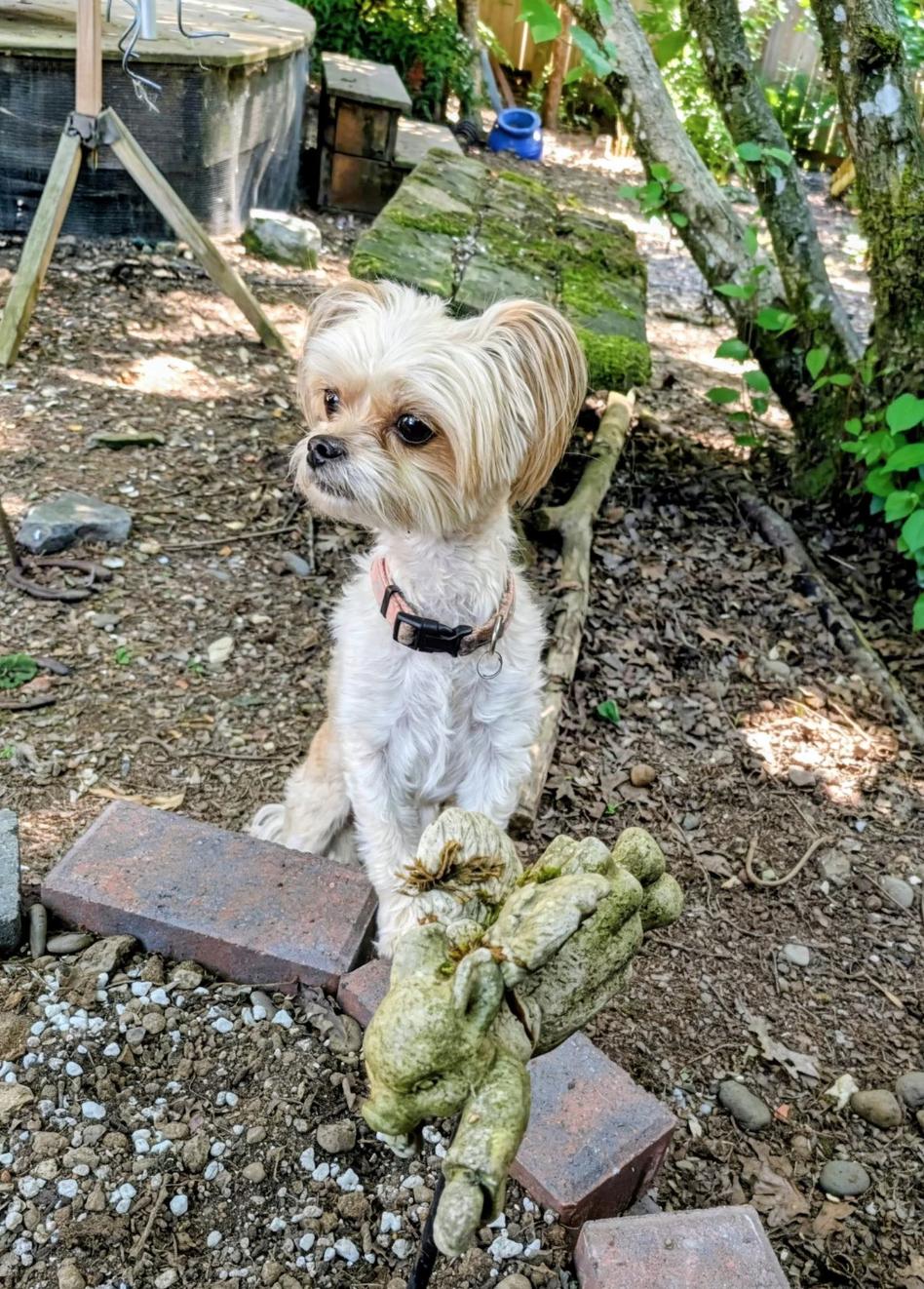 Elsa, an adopted mixed breed in Portland, OR image 2/5