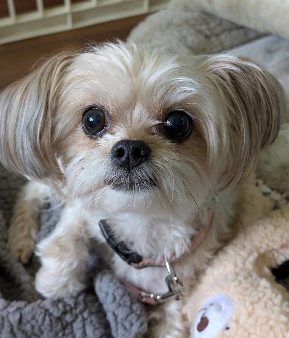 Elsa, adopted, Adult Female Yorkshire Terrier & Chihuahua.