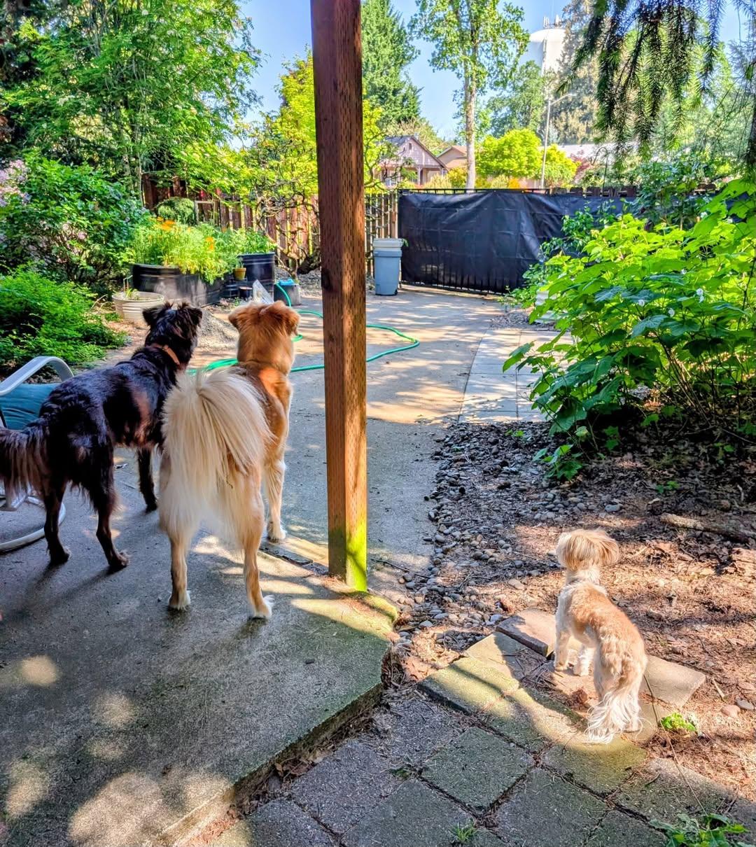 Elsa, an adopted mixed breed in Portland, OR image 3/5