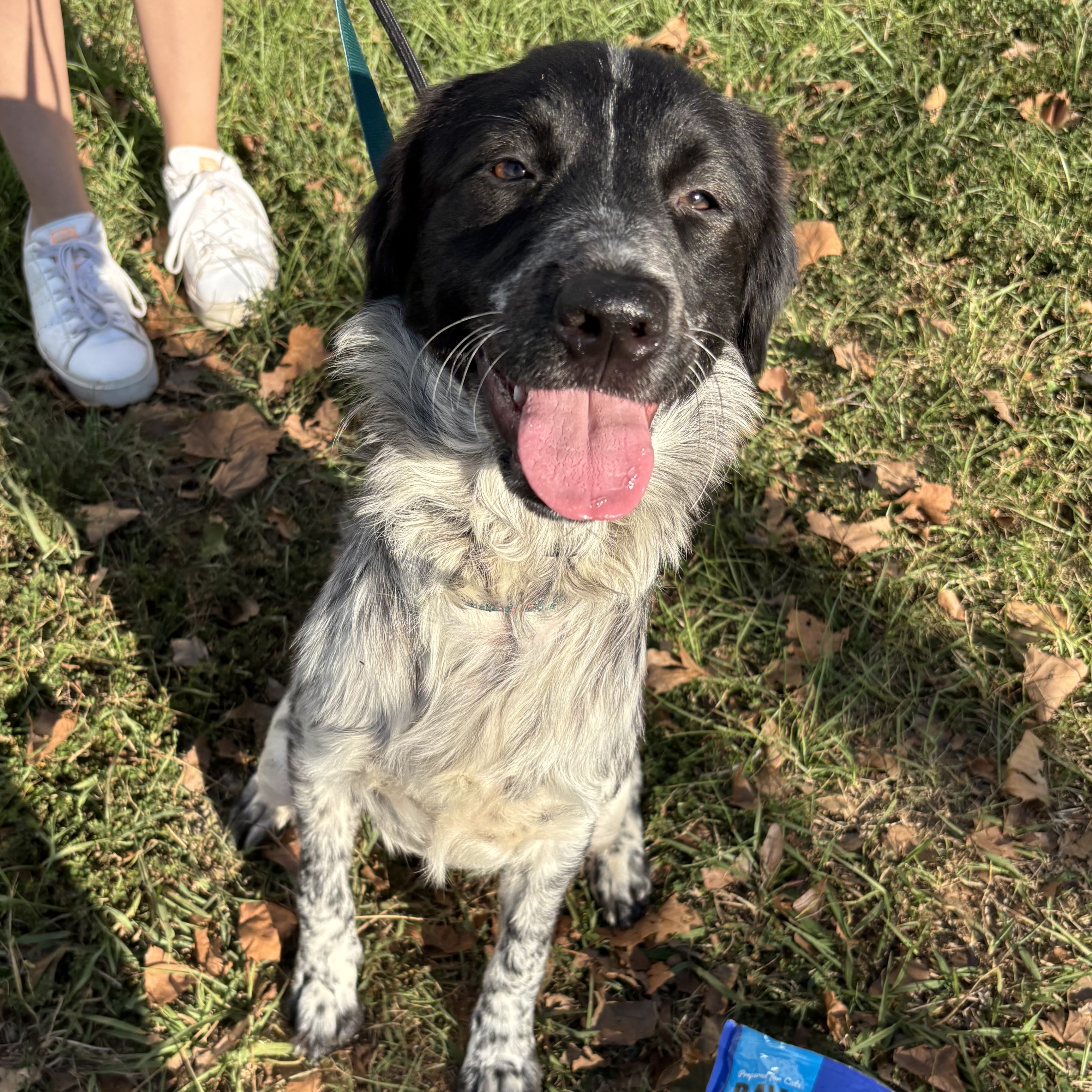 Dog for adoption Eileen, an English Setter Mix in Providence, RI