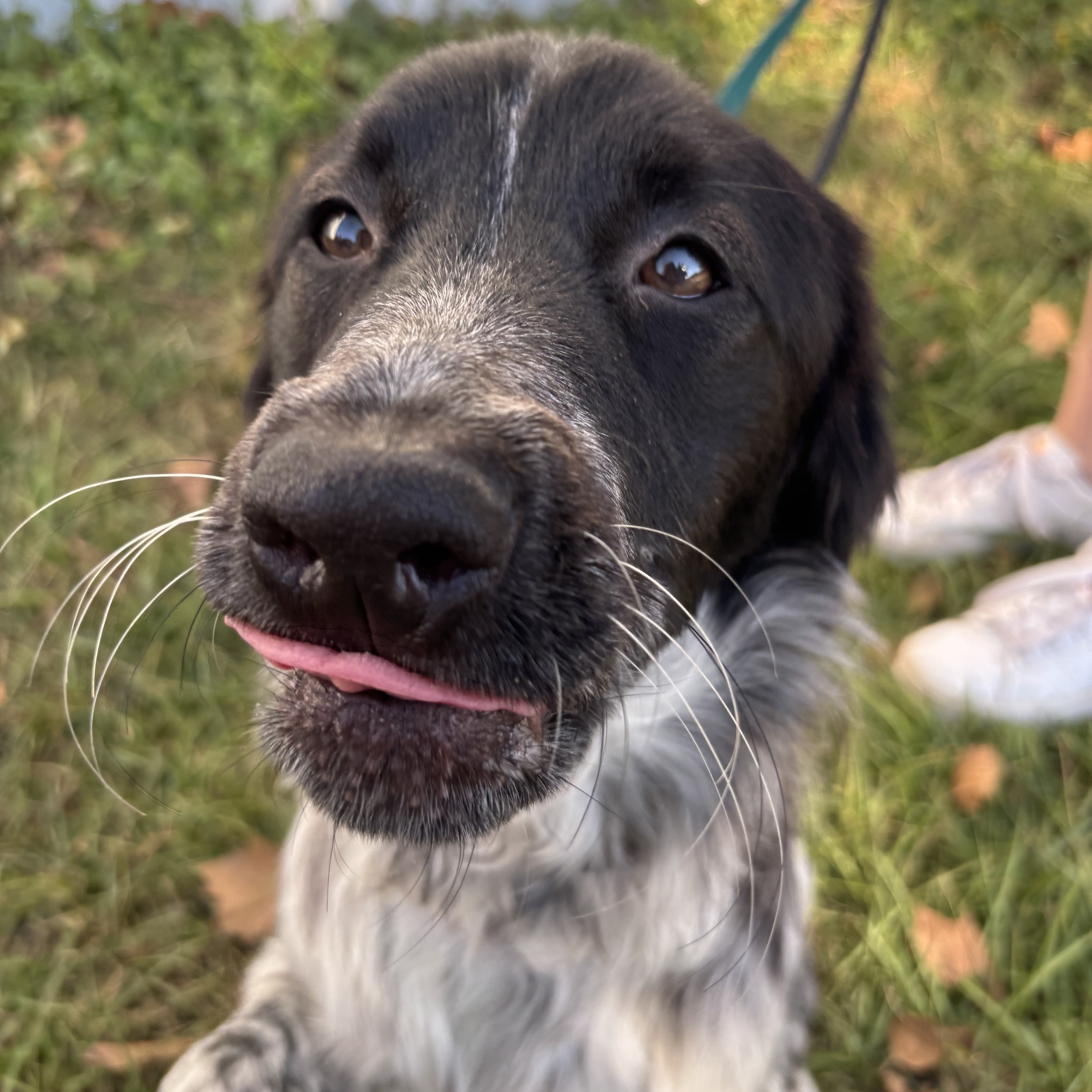 Dog for adoption Eileen, an English Setter Mix in Providence, RI