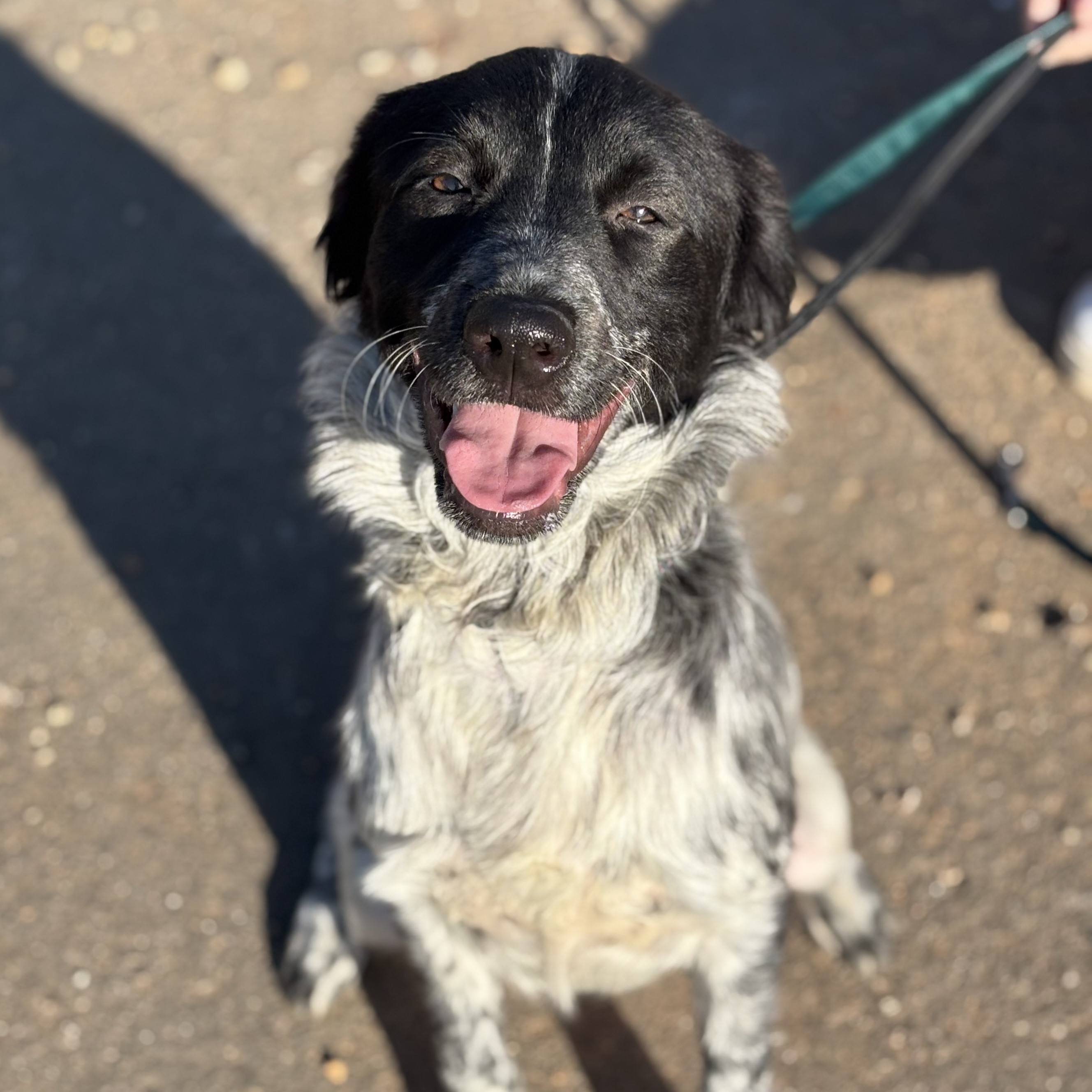 Dog for adoption Eileen, an English Setter Mix in Providence, RI