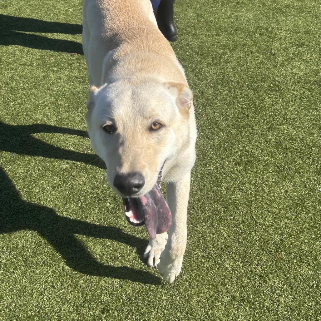 REM, Adoptable, Adult Male Shepherd.