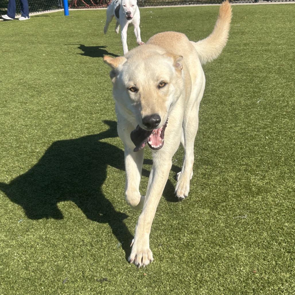 Enlarge REM, a Adoptable mixed breed in Bryan, TX image 2/3