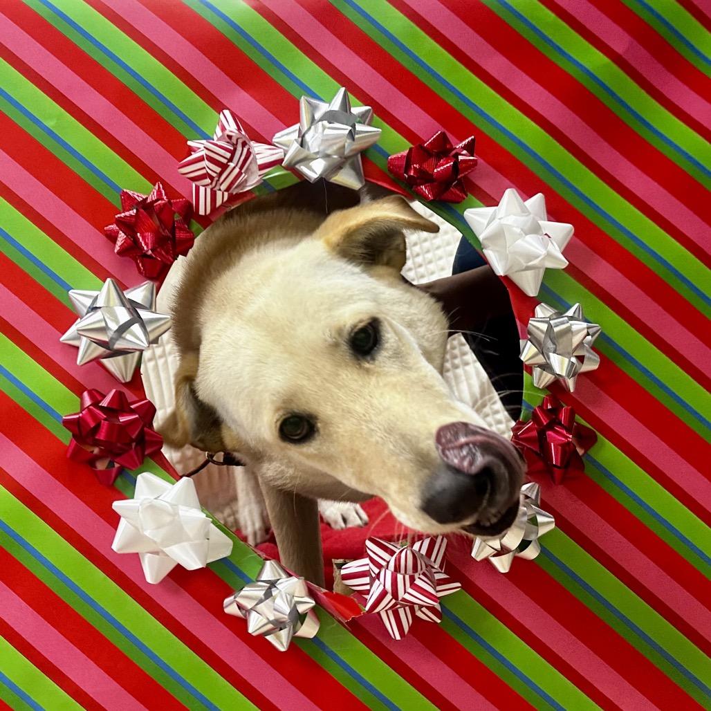 Enlarge REM, a Adoptable mixed breed in Bryan, TX image 3/3