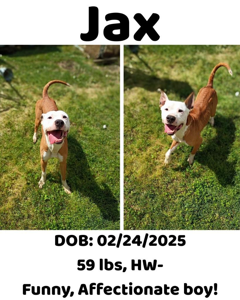 Jax, Adoptable, Young Male Mixed Breed.