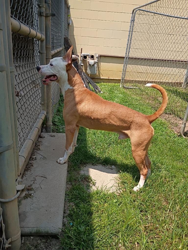Enlarge Jax, a Adoptable mixed breed in Albany, GA image 2/6