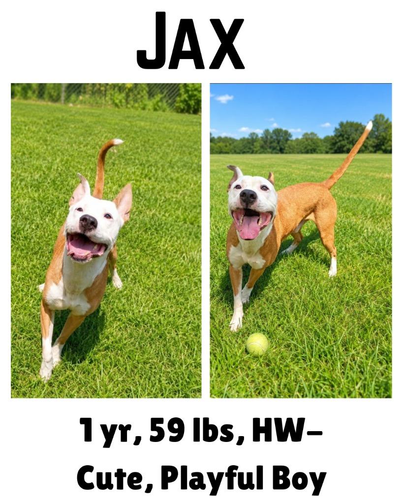 Enlarge Jax, a Adoptable mixed breed in Albany, GA image 4/6