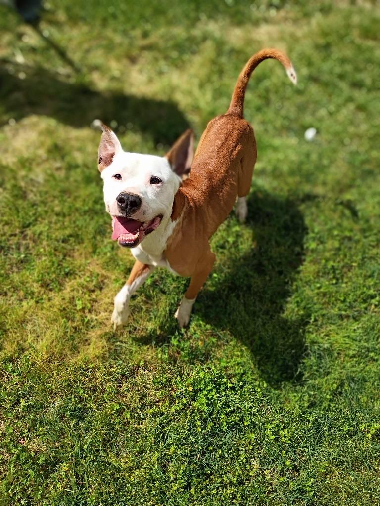 Enlarge Jax, a Adoptable mixed breed in Albany, GA image 5/6