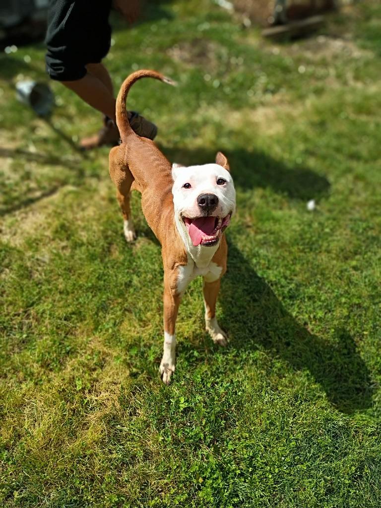 Enlarge Jax, a Adoptable mixed breed in Albany, GA image 6/6