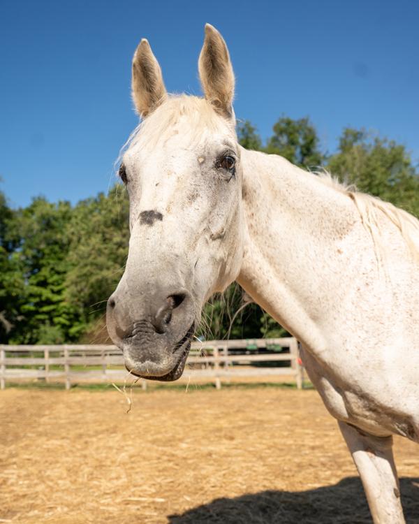 Eva, Adoptable, Senior Female Grade.