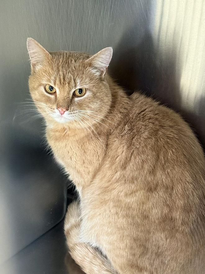 Enlarge Cliff, an adopted Domestic Short Hair in E Falmouth, MA image 2/2