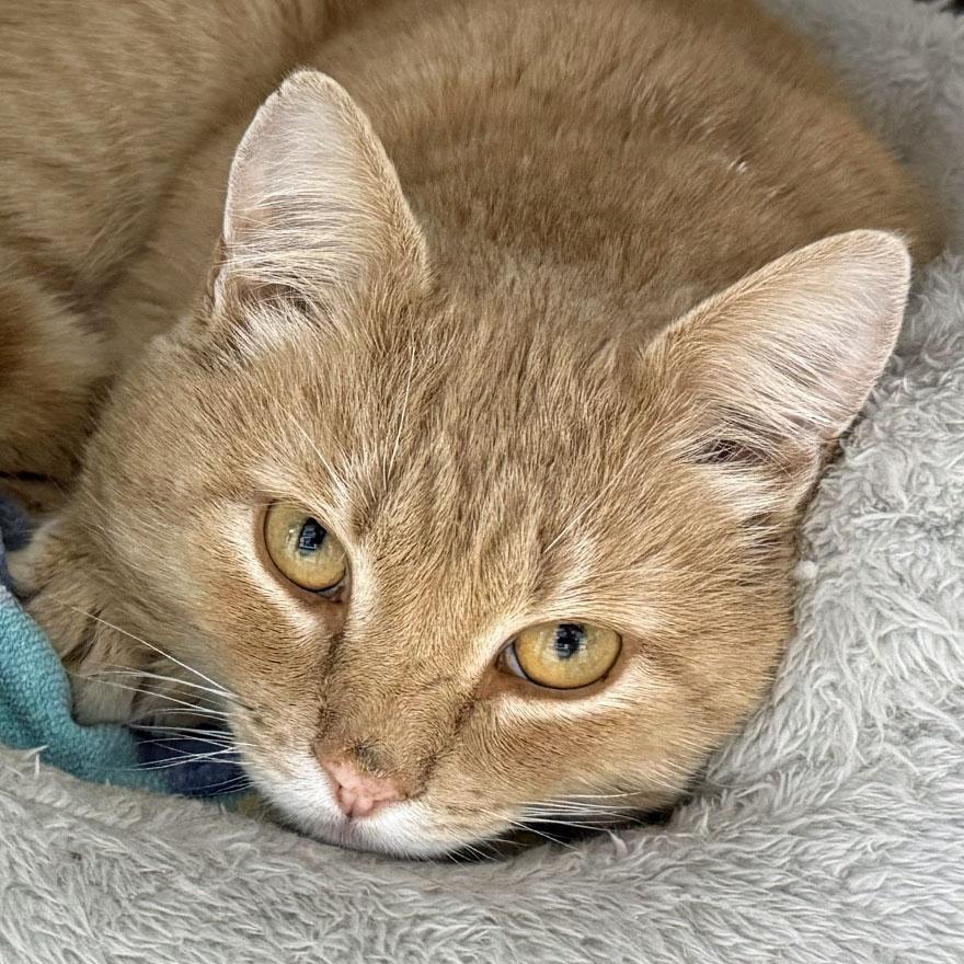 Enlarge Cliff, an adopted Domestic Short Hair in E Falmouth, MA image 1/2