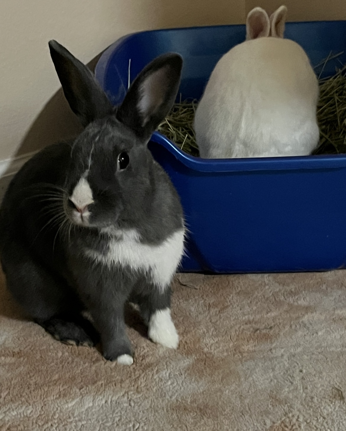 Claudia and Henri photo 5