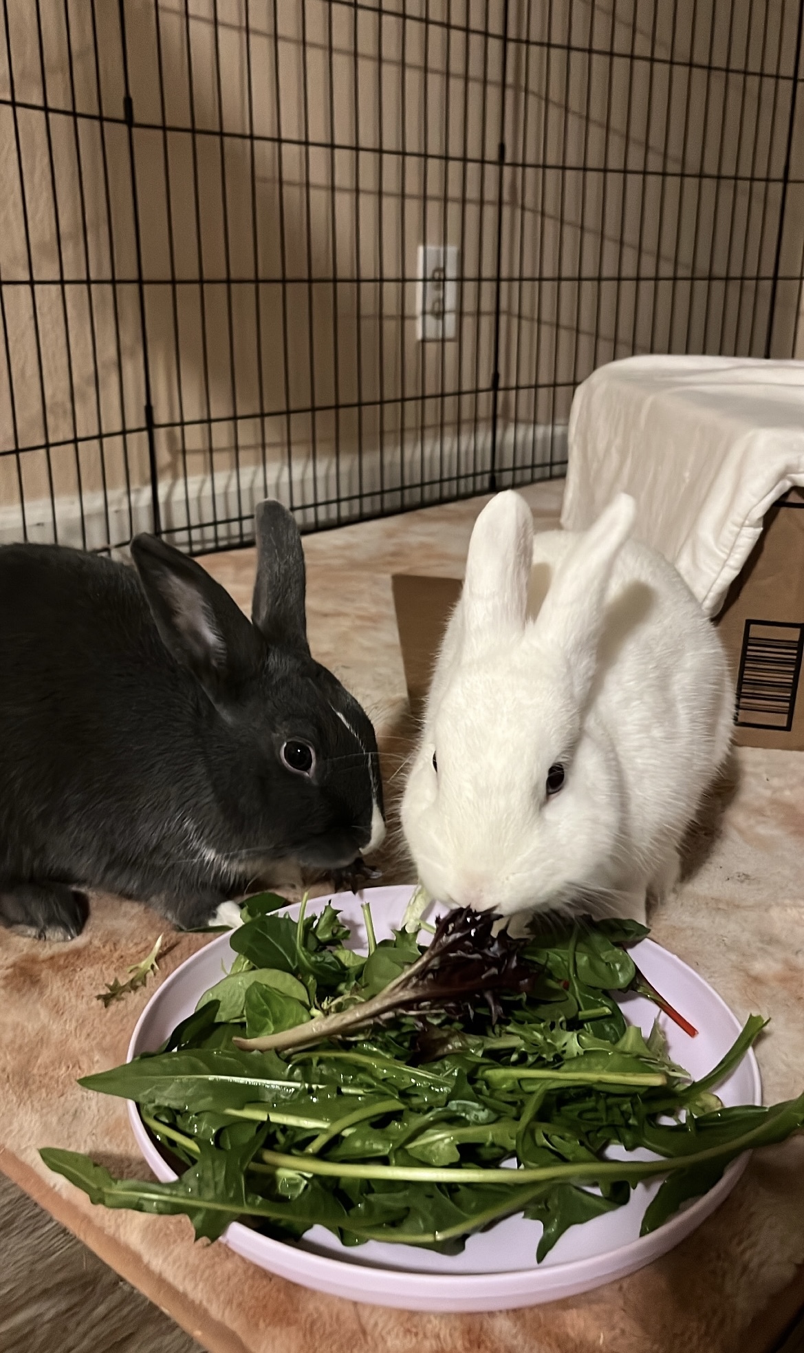 Claudia and Henri photo 3