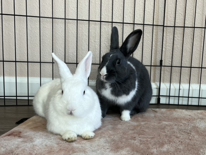 Claudia and Henri