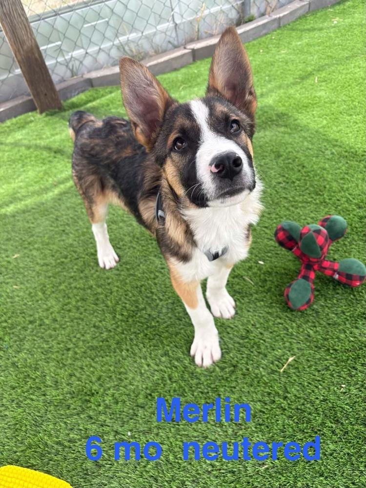 Merlin, Adoptable, Young Male Shepherd & Mixed Breed.