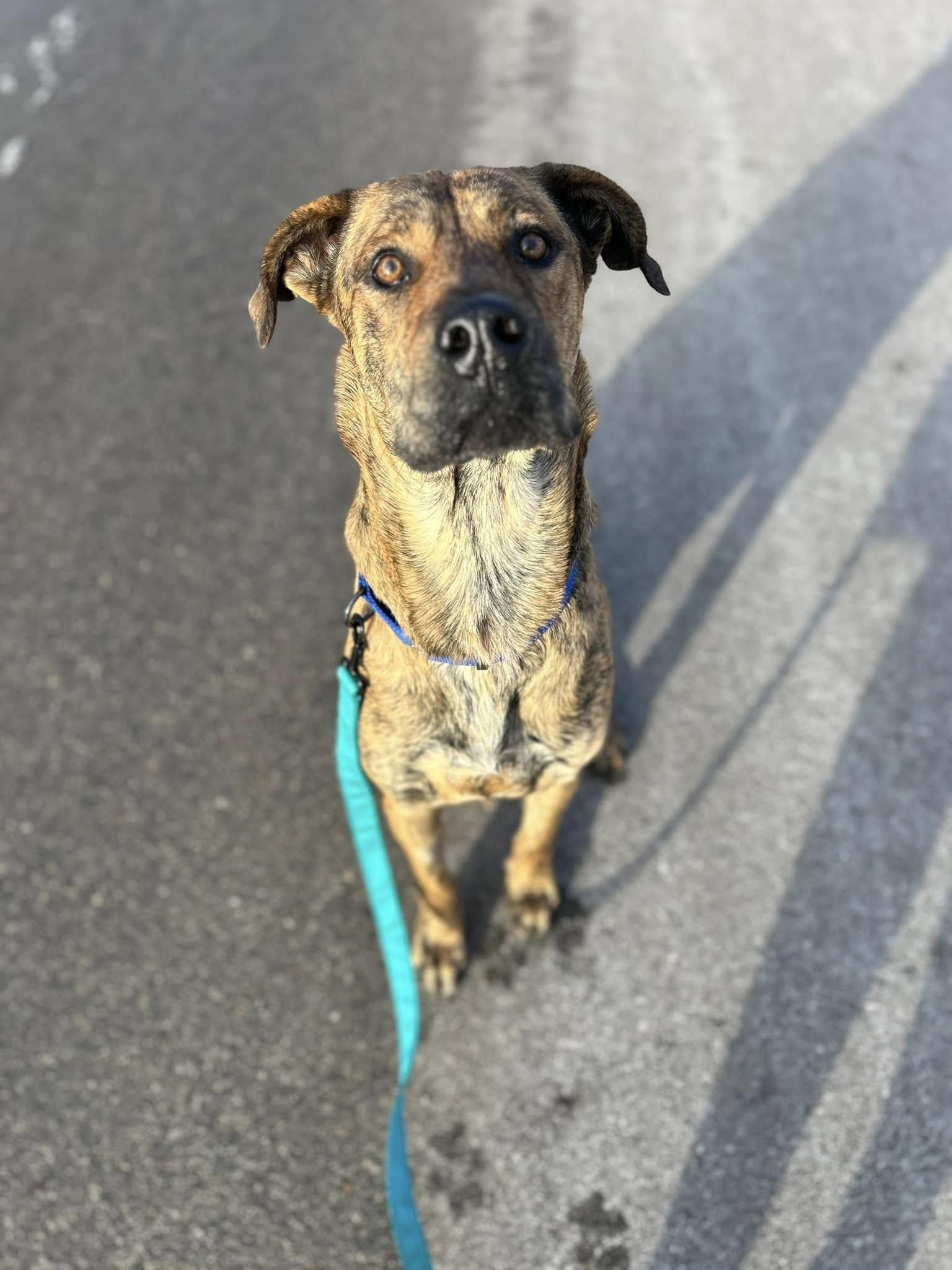 Enlarge Toni, a Adopted mixed breed in Appleton, WI image 1/5