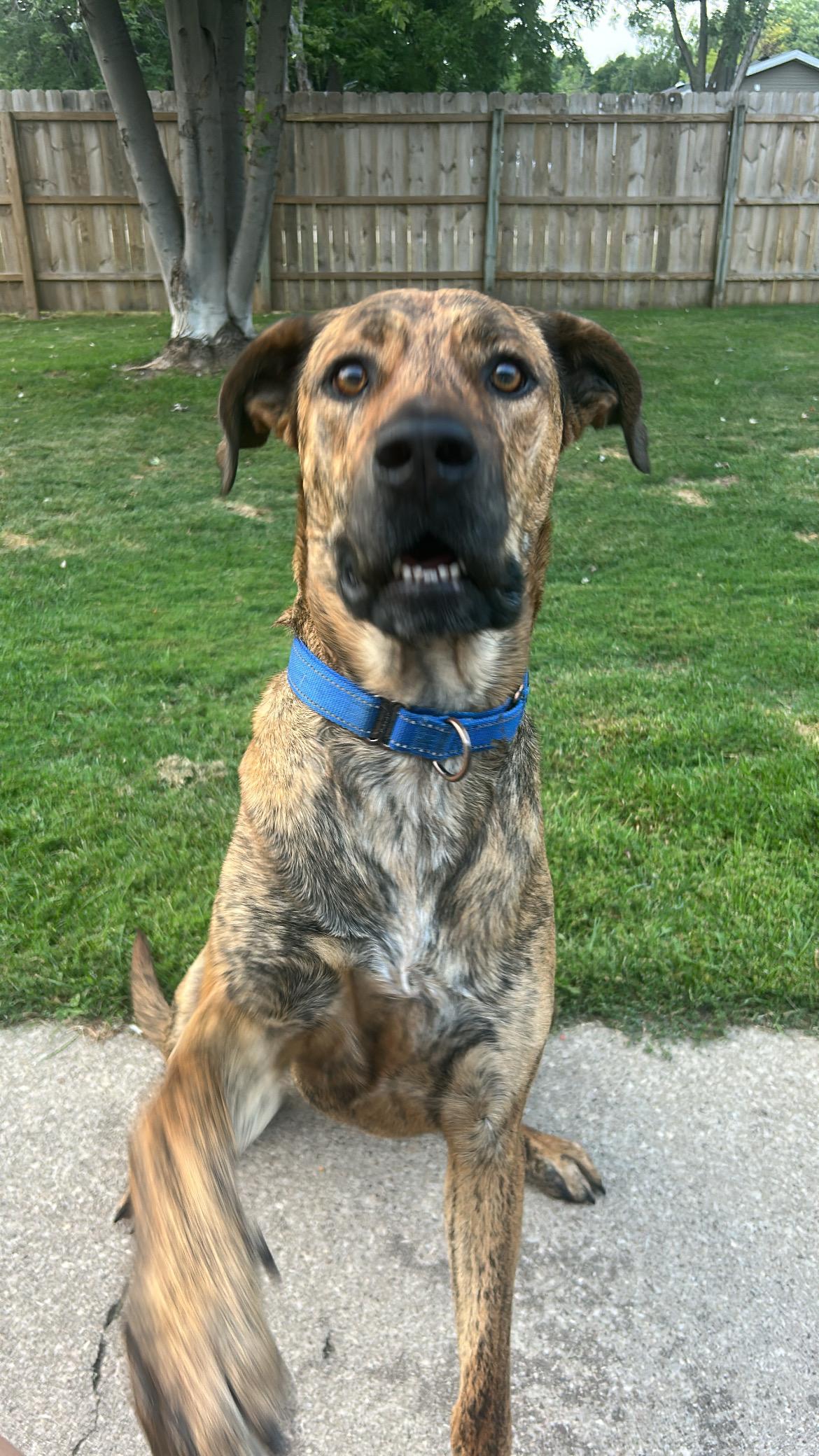 Enlarge Toni, a Adopted mixed breed in Appleton, WI image 2/5