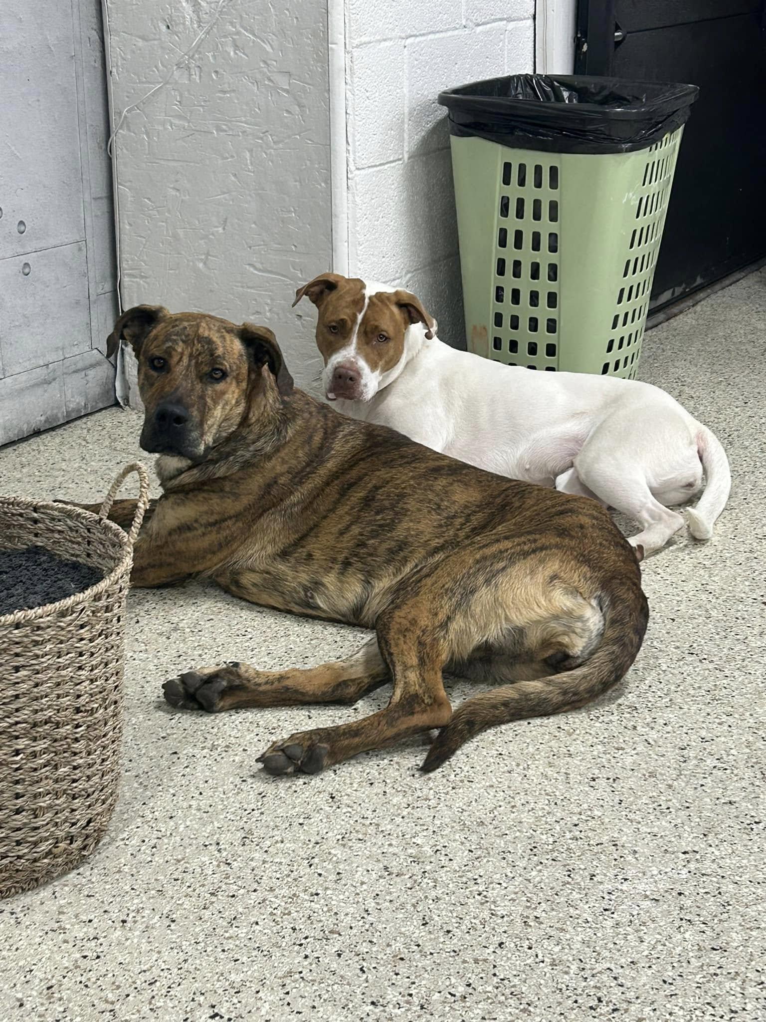 Enlarge Toni, a Adopted mixed breed in Appleton, WI image 5/5