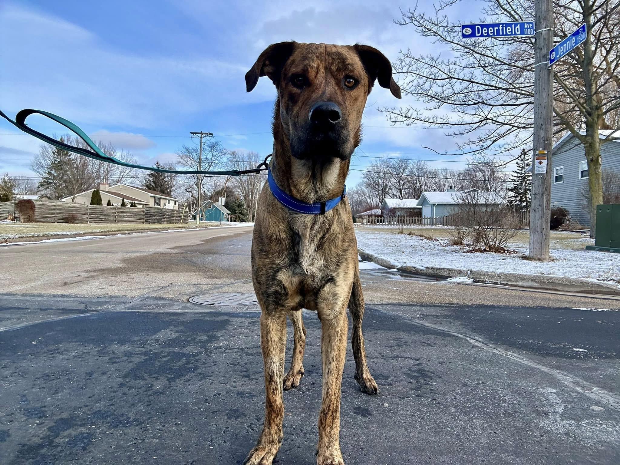 Toni, Young Female Great Dane