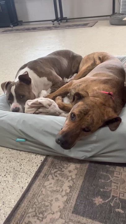 Enlarge Toni, a Adopted mixed breed in Appleton, WI video 3/5