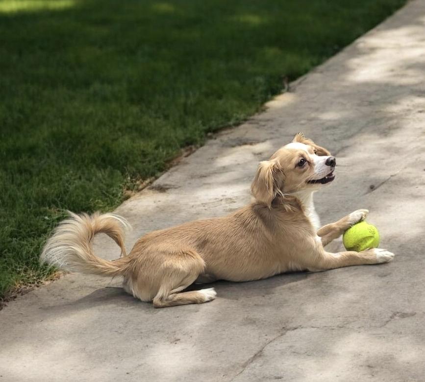 Enlarge Sherman , a ADOPTABLE mixed breed in Hawthorne, CA image 2/3