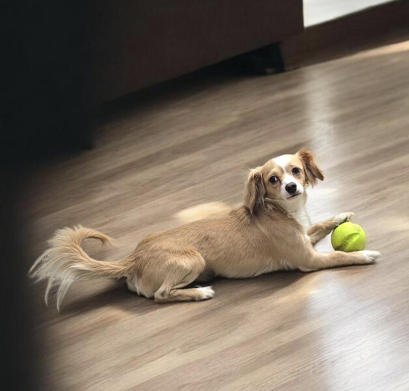 Enlarge Sherman , a ADOPTABLE mixed breed in Hawthorne, CA image 3/3