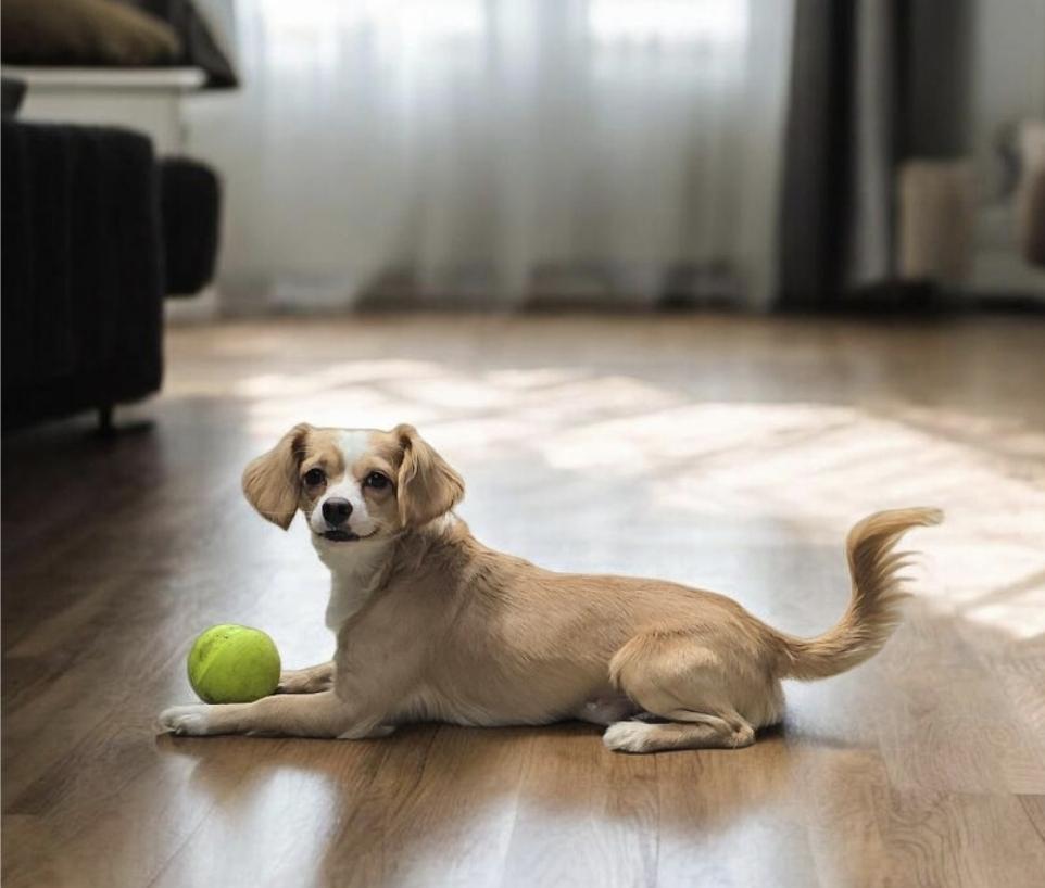 Sherman , ADOPTABLE, Young Male Cavalier King Charles Spaniel & Papillon.