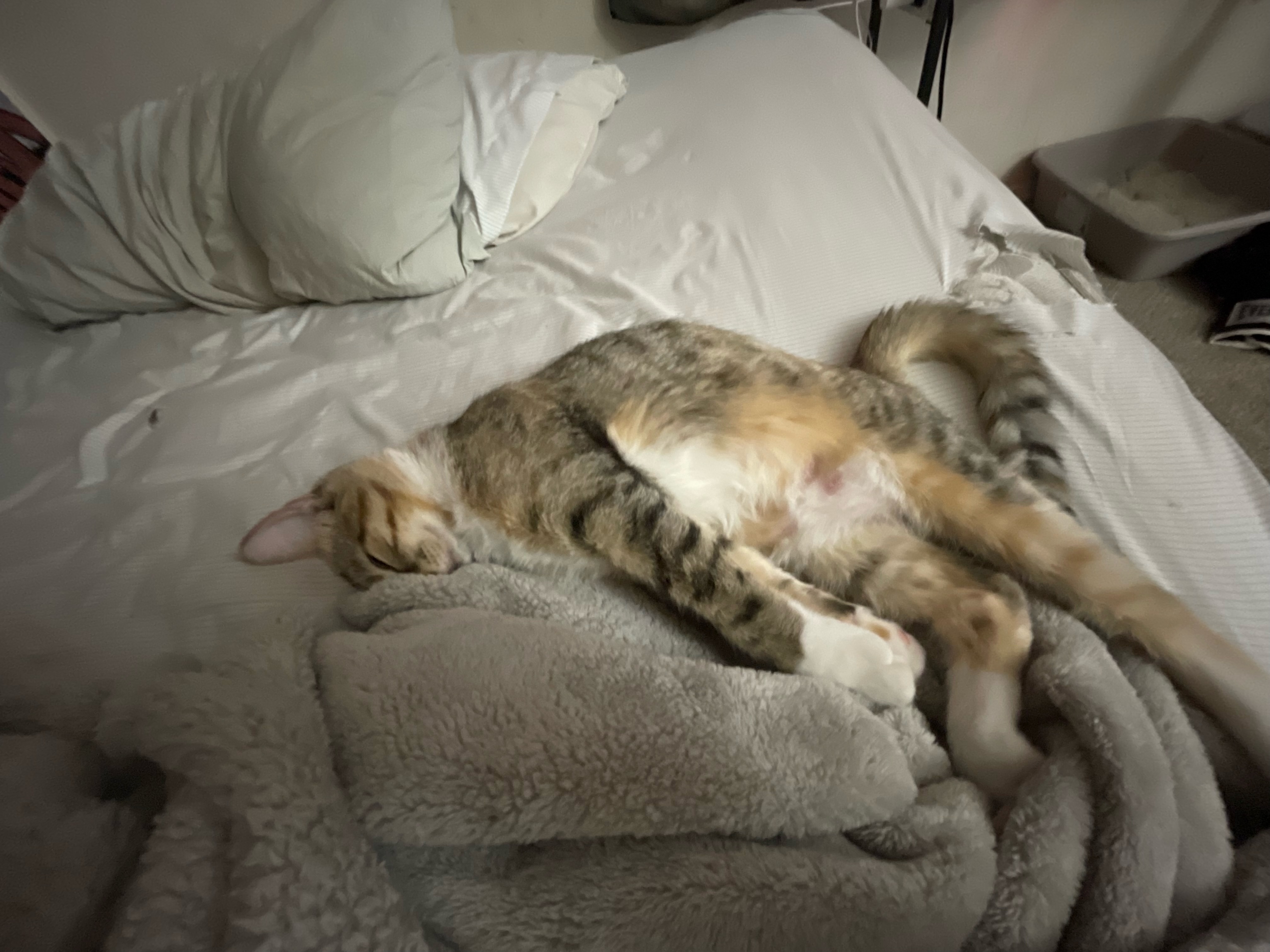 Enlarge Georgia, a Adopted Tabby in Miami, FL image 1/13