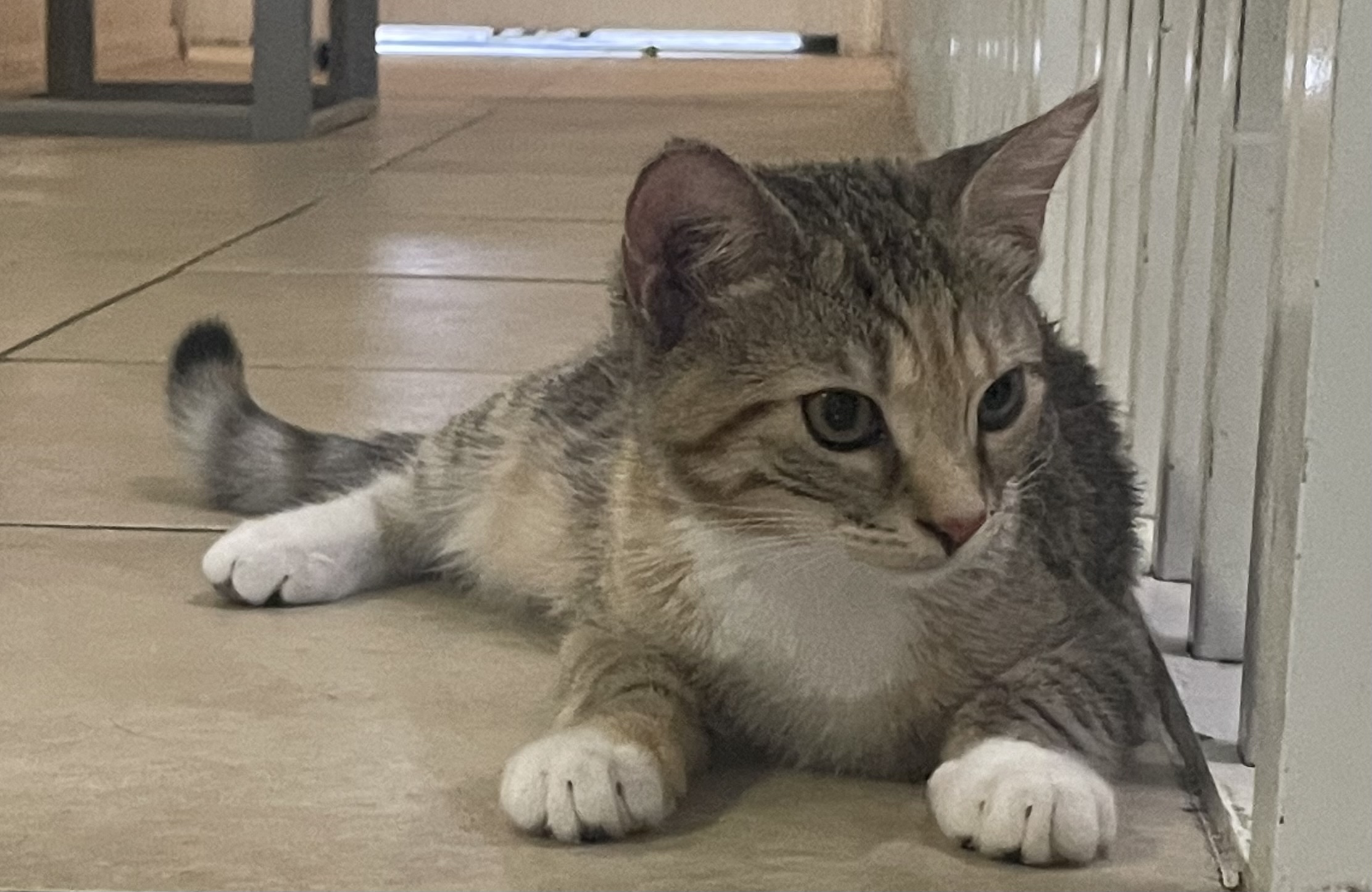 Enlarge Georgia, a Adopted Tabby in Miami, FL image 2/13