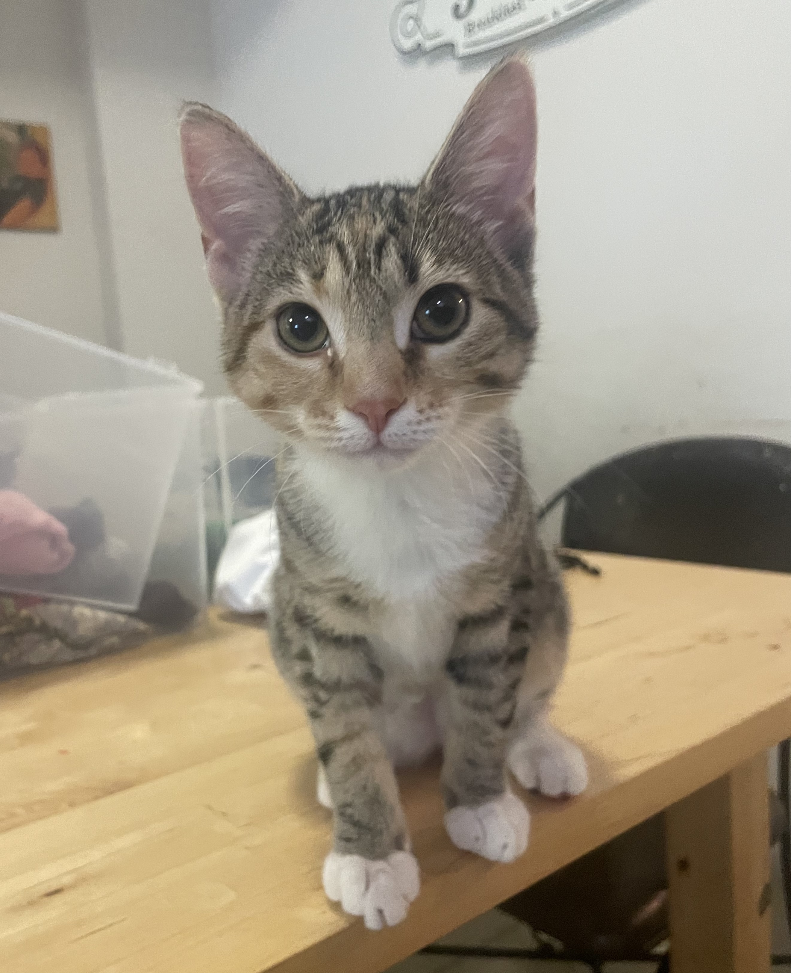 Enlarge Georgia, a Adopted Tabby in Miami, FL image 3/13