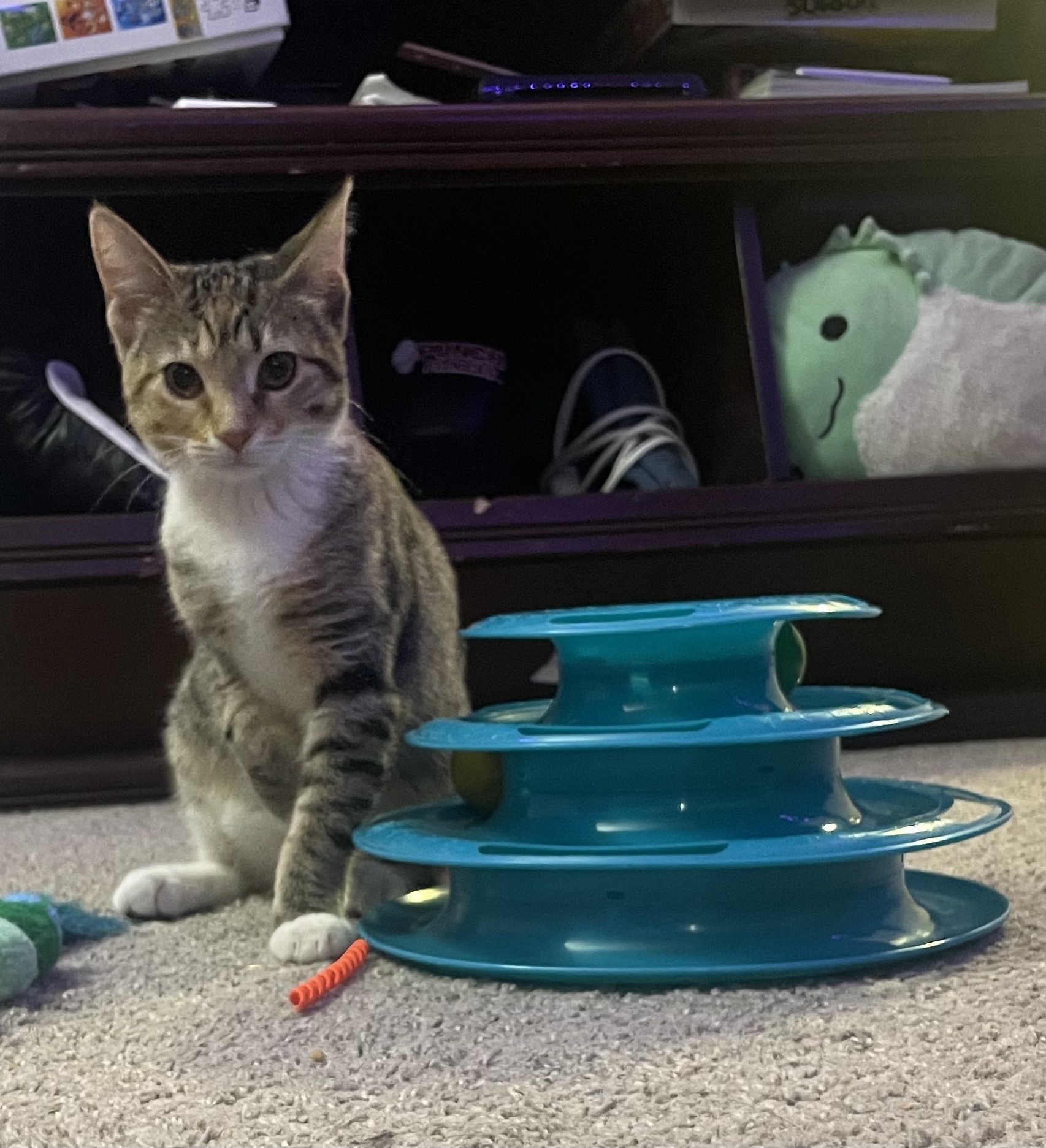 Enlarge Georgia, a Adopted Tabby in Miami, FL image 4/13