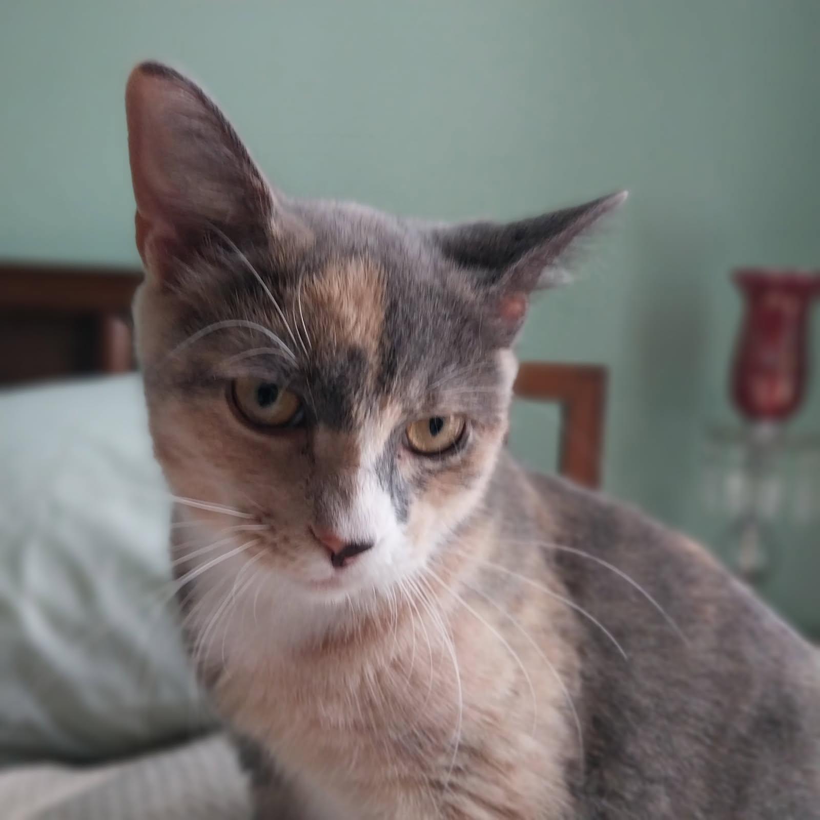 Enlarge Eclipse, a Adoptable Domestic Short Hair in Jersey City, NJ image 1/6