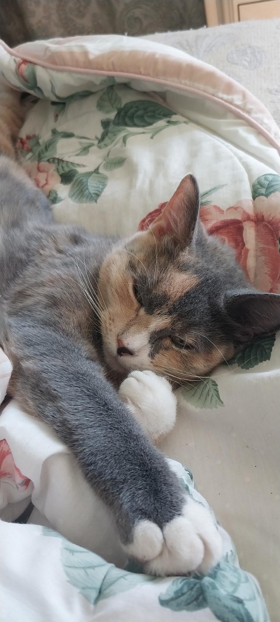 Enlarge Eclipse, a Adoptable Domestic Short Hair in Jersey City, NJ image 2/6