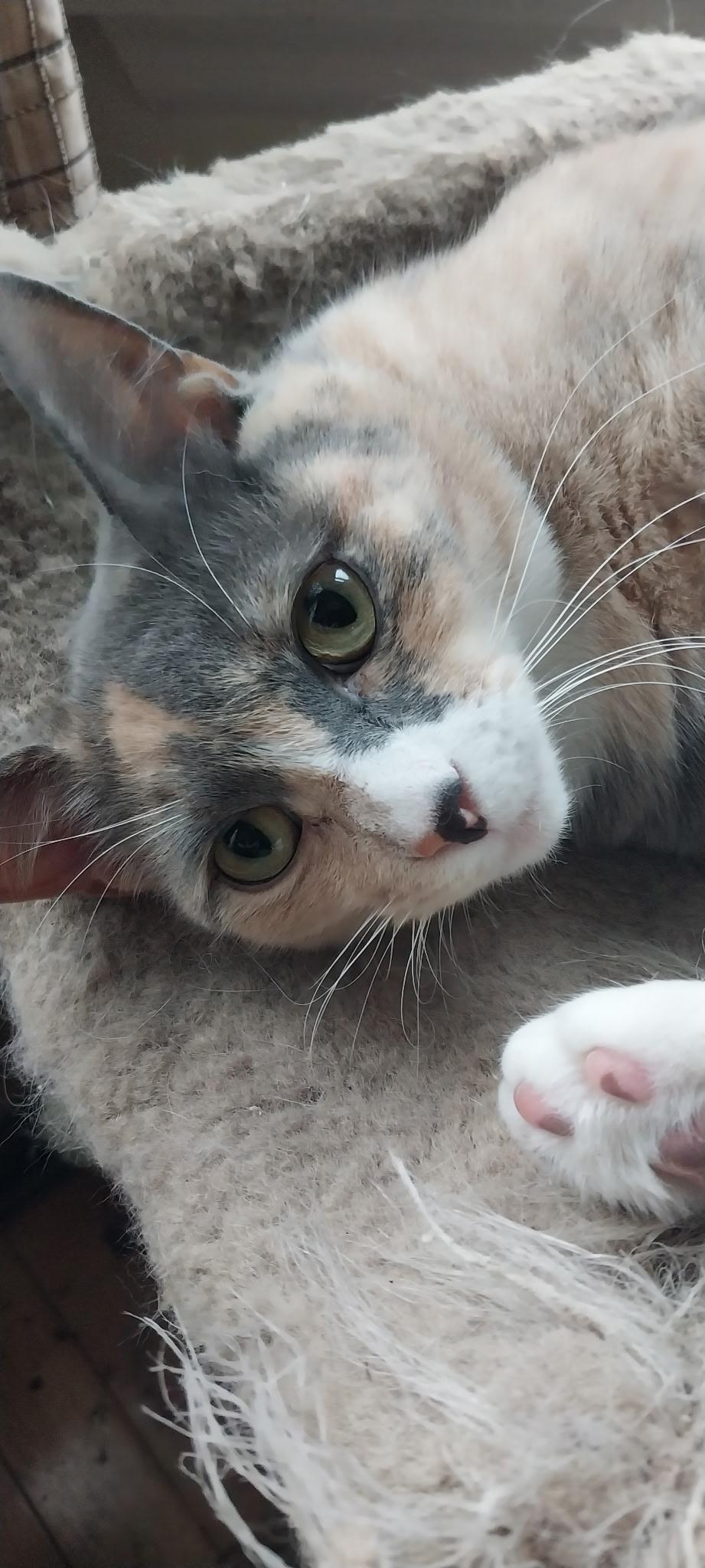 Eclipse, a Adoptable Domestic Short Hair in Jersey City, NJ image 1/5