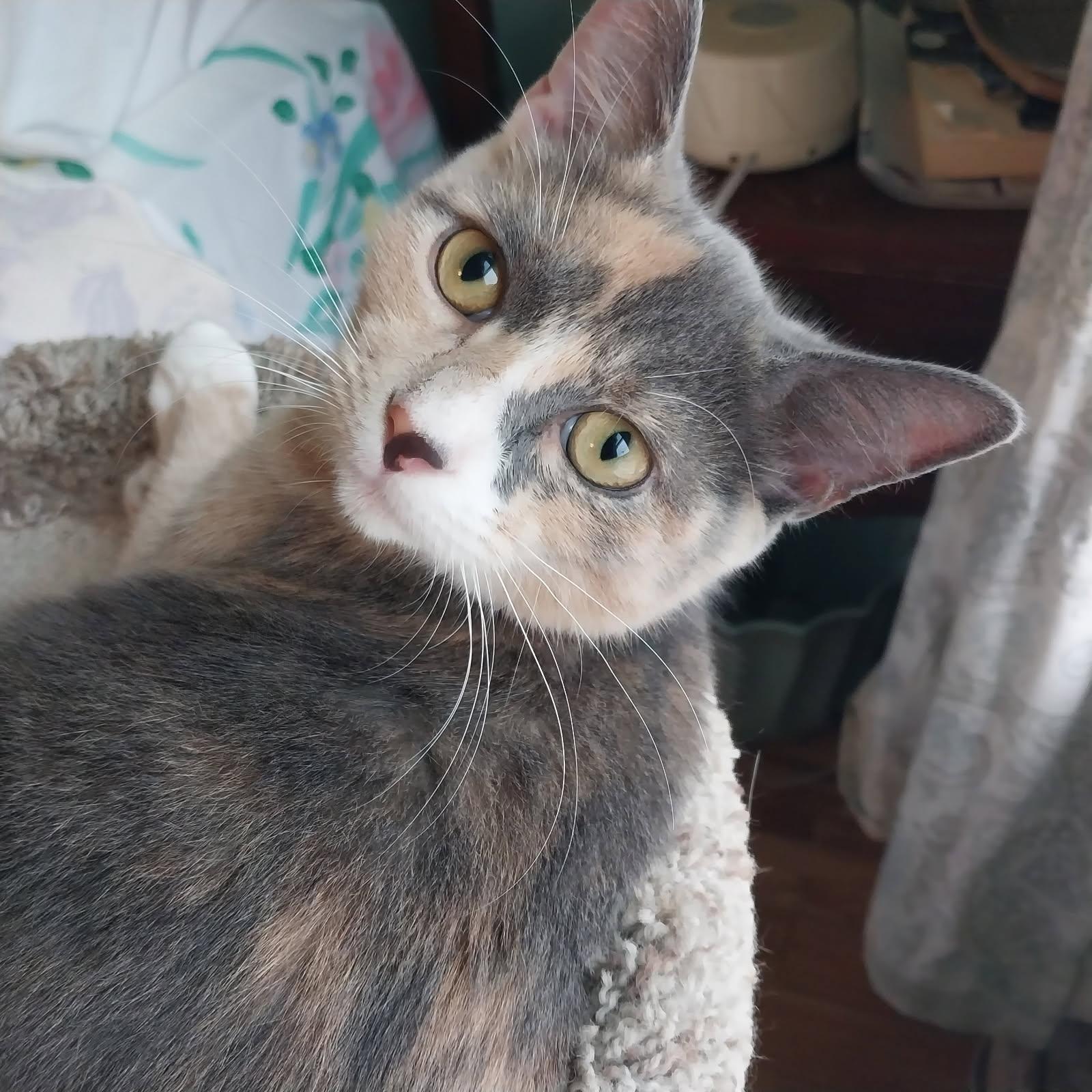 Enlarge Eclipse, a Adoptable Domestic Short Hair in Jersey City, NJ image 4/6