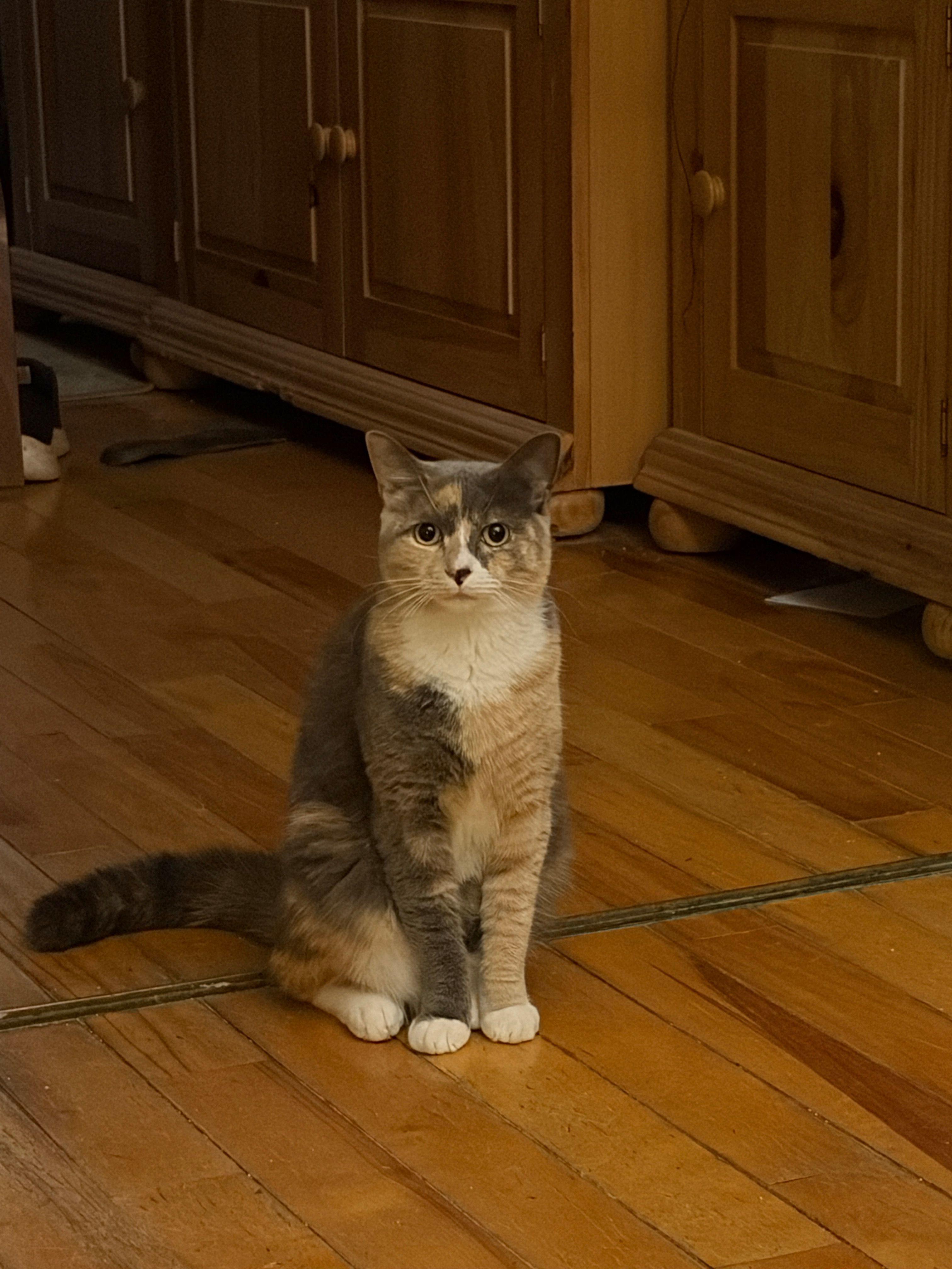 Eclipse, a Adoptable Domestic Short Hair in Jersey City, NJ image 4/5
