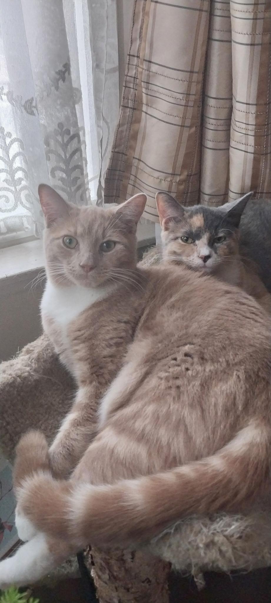 Eclipse, a Adoptable Domestic Short Hair in Jersey City, NJ image 6/6