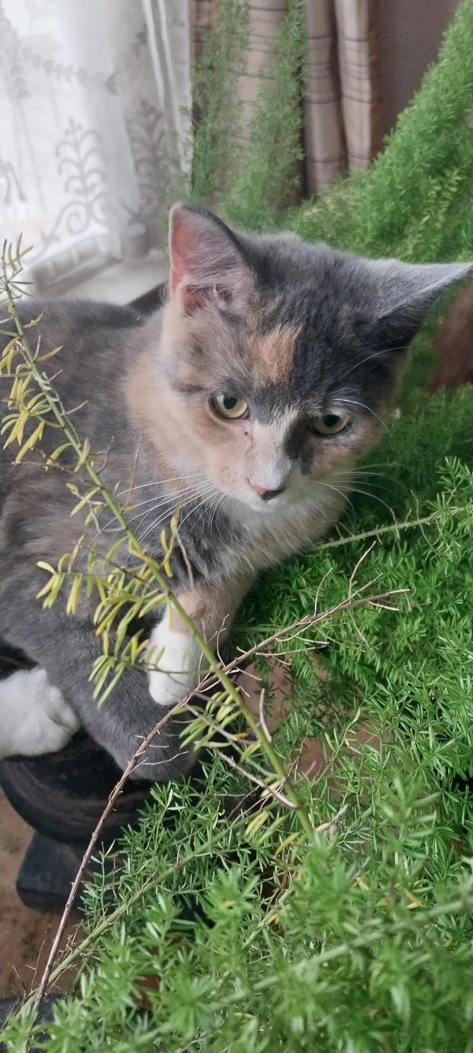 Enlarge Eclipse, a Adoptable Domestic Short Hair in Jersey City, NJ image 6/6