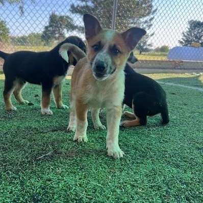 Rawlins, an adoptable Australian Cattle Dog / Blue Heeler in Ulysses, KS, 67880 | Photo Image 1