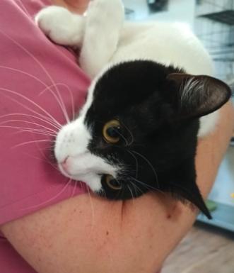 Enlarge Cesar, an adopted Domestic Short Hair in Reeds Spring, MO image 1/1