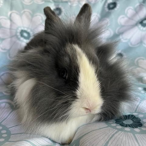 Jenga, Adoptable, Baby Male Dutch & Lionhead.