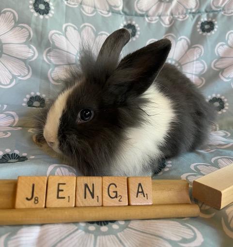 Enlarge Jenga, a Adoptable mixed breed in Livermore, CA image 2/5