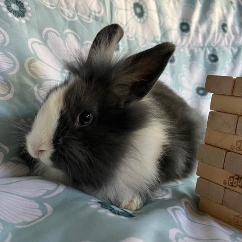 Enlarge Jenga, a Adoptable mixed breed in Livermore, CA image 3/5