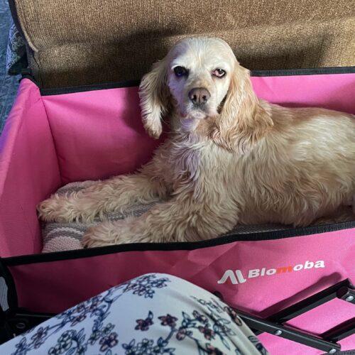 Honey N 26034, Adoptable, Adult Female Cocker Spaniel.